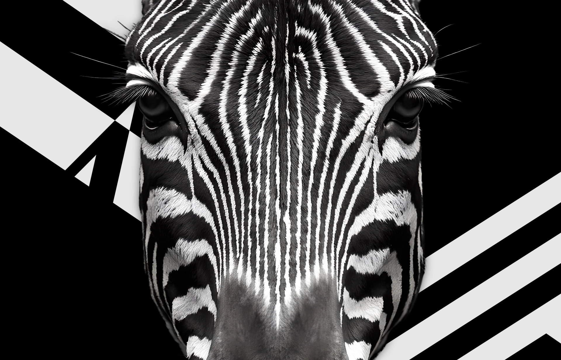zebra